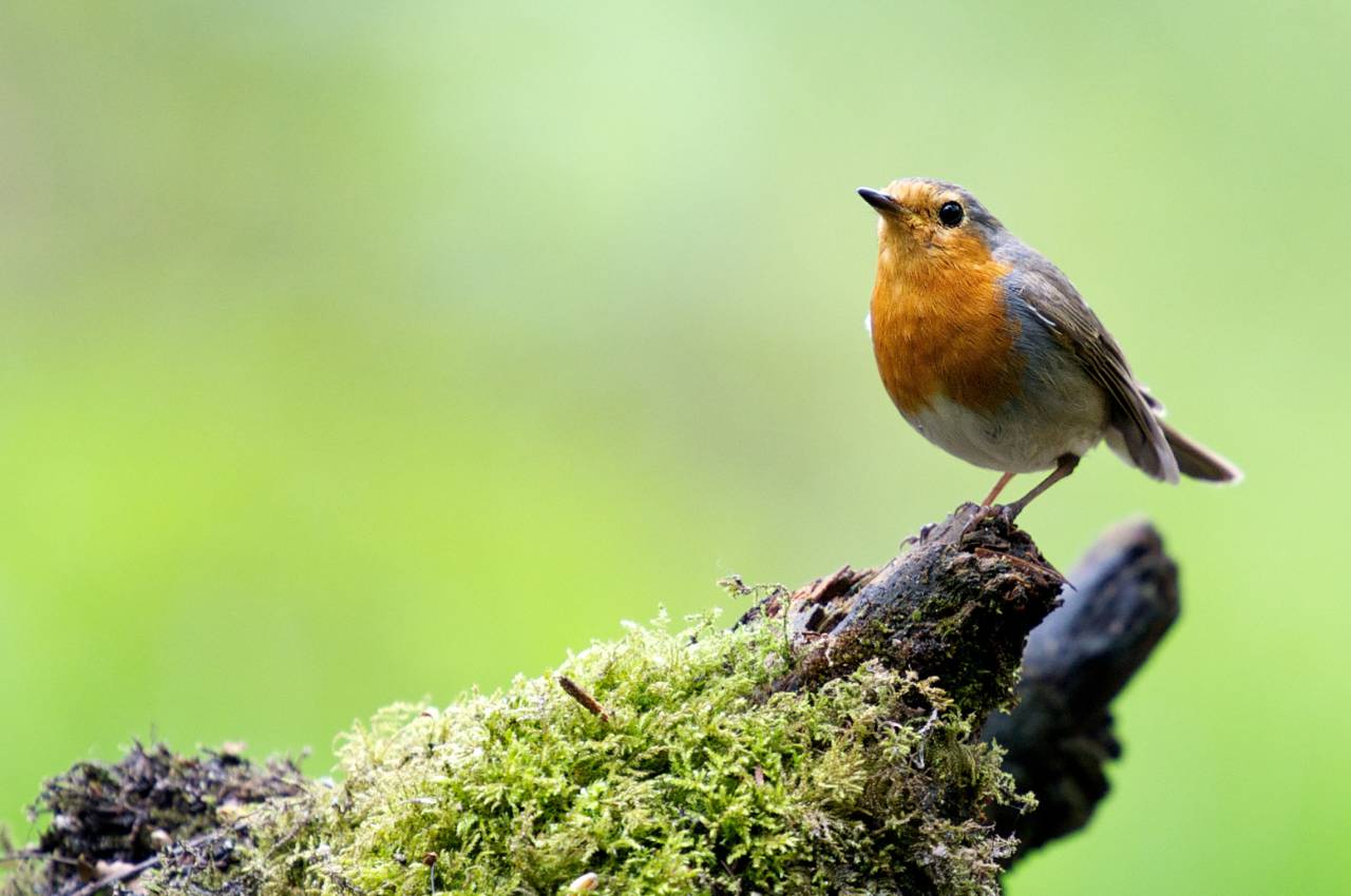 The Top Benefits of Feeding Robins: Best Food for Every Season